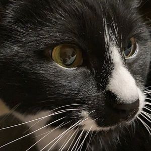 Meet your Posher, Donovan